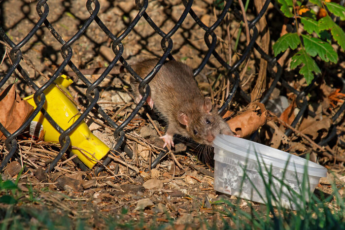 Brown Rat (Rattus Norvegicus), Also Called Norway Rat Or Common Rat, Claiming Abandoned Food Containers In Mathias Baldwin Park, Philadelphia, Pennsylvania, USA