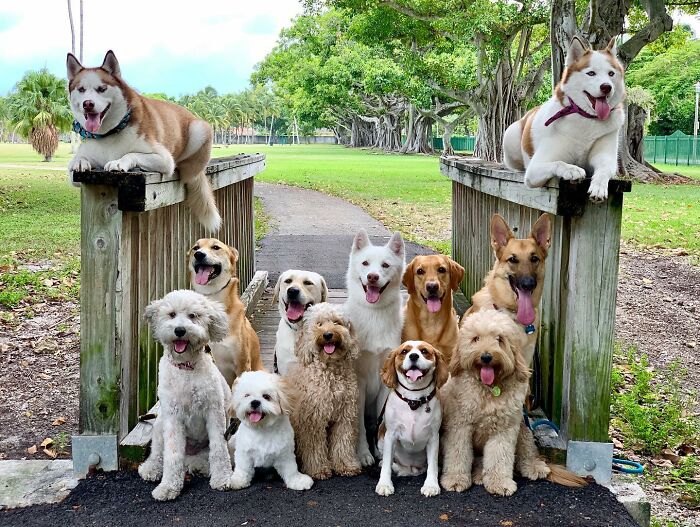 This Dog Daycare Somehow Gets Dozens Of Dogs To Sit Still For Perfect Group Photos (31 Pics)