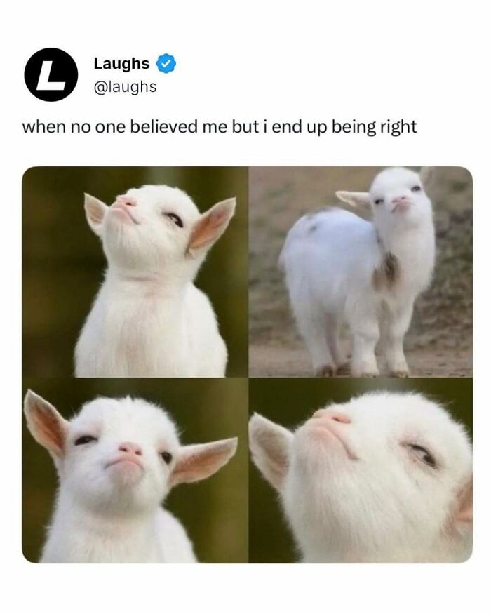 Four close-up photos of a confident white baby goat paired with a funny meme, perfect for funny memes and humor breaks.
