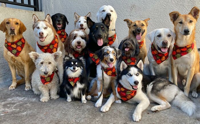 This Dog Daycare Somehow Gets Dozens Of Dogs To Sit Still For Perfect Group Photos (31 Pics)