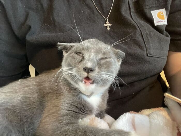 Gray cat with funny goblin-like expression resting on person wearing black shirt and cross necklace indoors