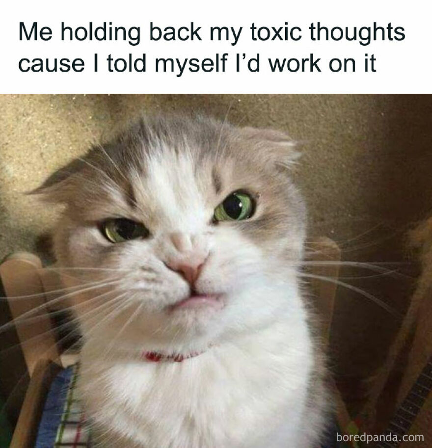 Grumpy cat face meme showing a cat holding back toxic thoughts, part of chucklesome cat memes on the internet.