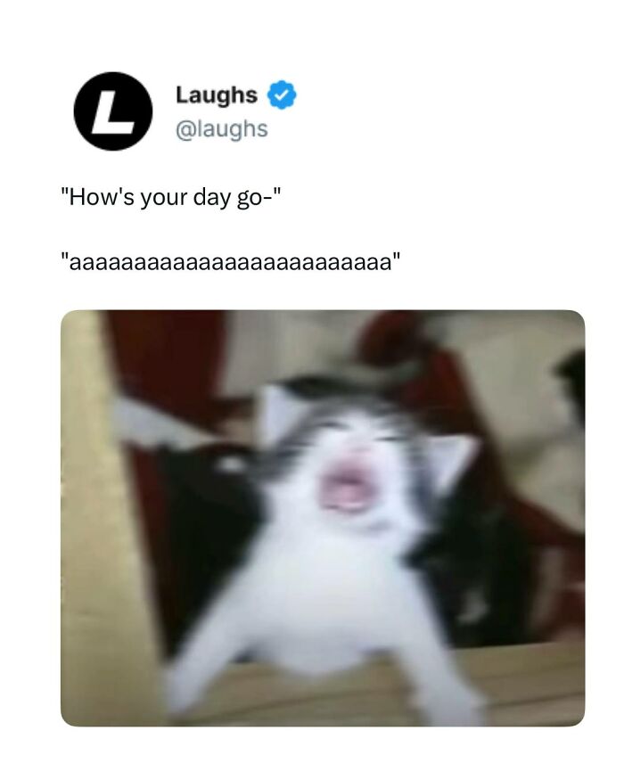 Blurry cat screaming meme representing funny memes to look at when you need a break from being responsible adult.