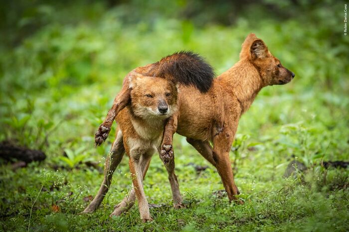 40 Incredible Wildlife Photos That Won Awards In Previous Years Of Wildlife Photographer Of The Year