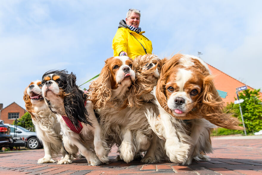 Four cute small dog breeds with long ears walking on a brick path on a windy day with their owner.