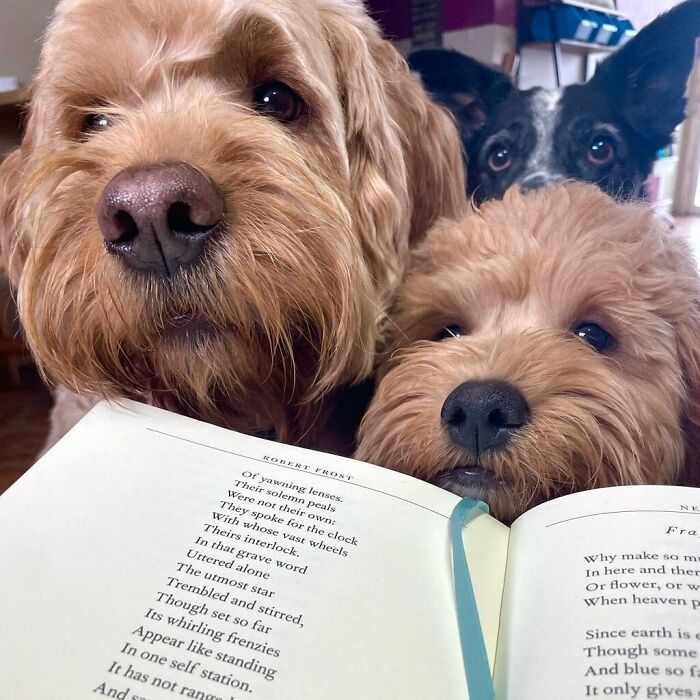 Two fluffy dogs close-up with an open book, capturing adorable daycare moments shared by dog owners.