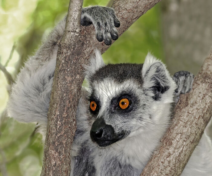 Ring-Tailed Lemur (Lemur Catta), Anja Community Reserve, Madagascar