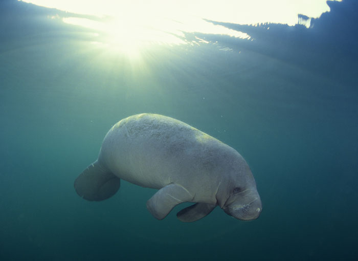 Manatee swimming underwater near the sunlit surface, symbolizing harmless secrets people keep from partners.