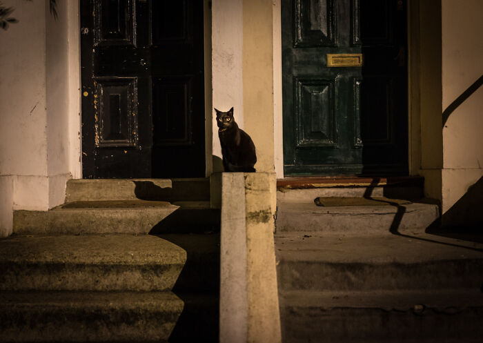 Black cat sitting on dimly lit concrete steps at night, creating a bizarre encounter that leaves viewers questioning what they saw.