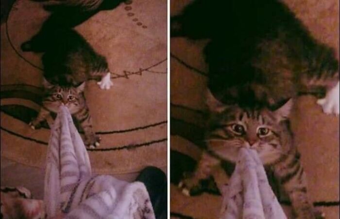 40 Hilarious Cat Moments Caught On Camera, As Shared By “Important Animal Images” (New Pics)