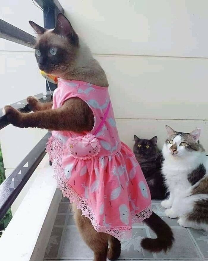 40 Hilarious Cat Moments Caught On Camera, As Shared By “Important Animal Images” (New Pics)