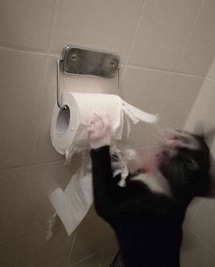 40 Hilarious Cat Moments Caught On Camera, As Shared By “Important Animal Images” (New Pics)