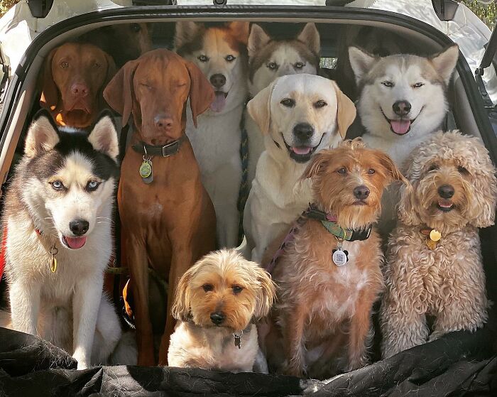 This Dog Daycare Somehow Gets Dozens Of Dogs To Sit Still For Perfect Group Photos (31 Pics)