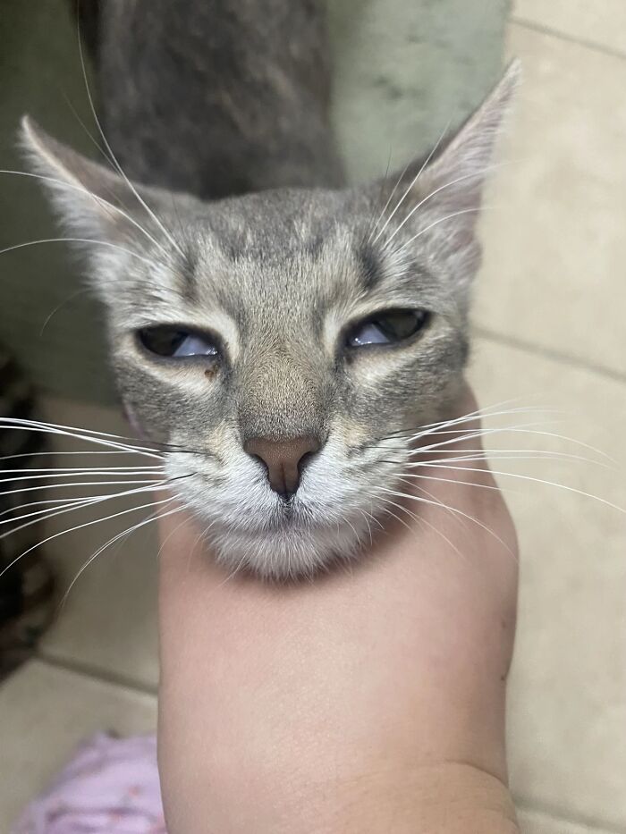 Close-up of a cat with squinted eyes held gently, showing a quirky expression resembling a goblin face.