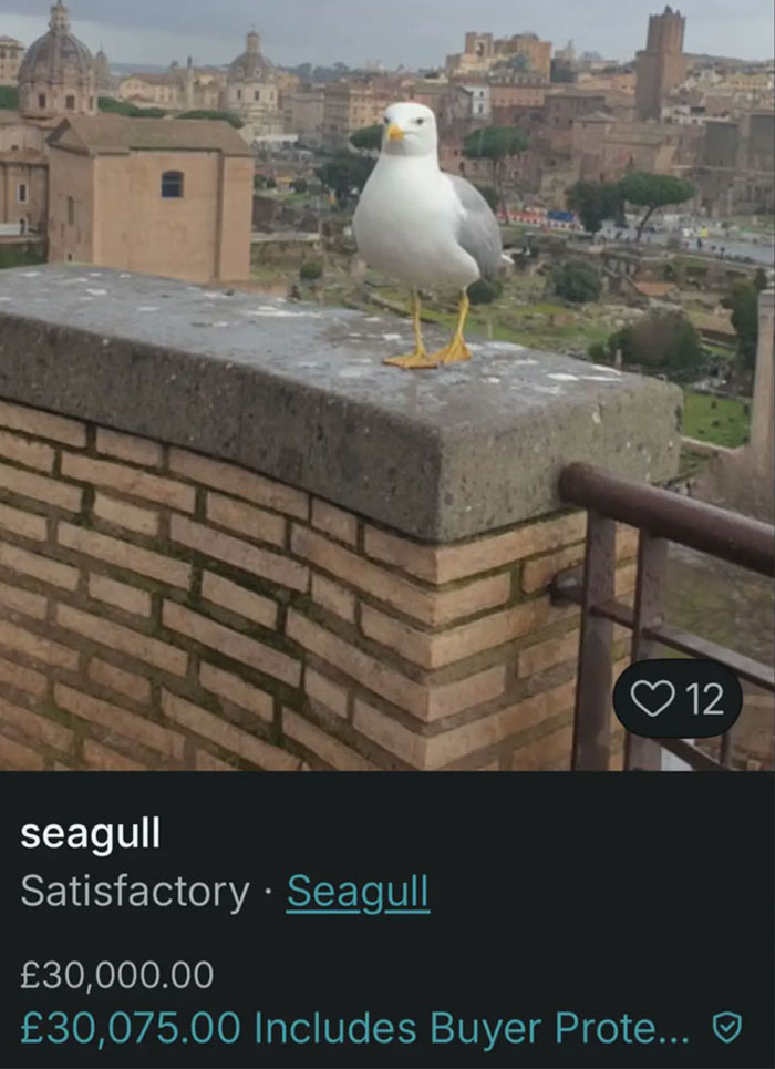 Seagull perched on brick wall with cityscape background in a hilarious Vinted listing showing zero rules.