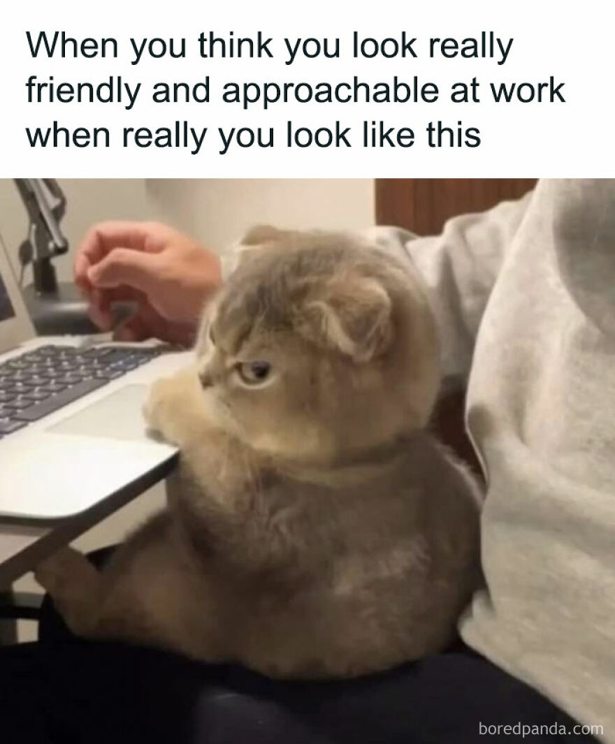 Cat meme showing a grumpy cat sitting on a lap near a laptop, capturing funny cat humor and internet meme culture.
