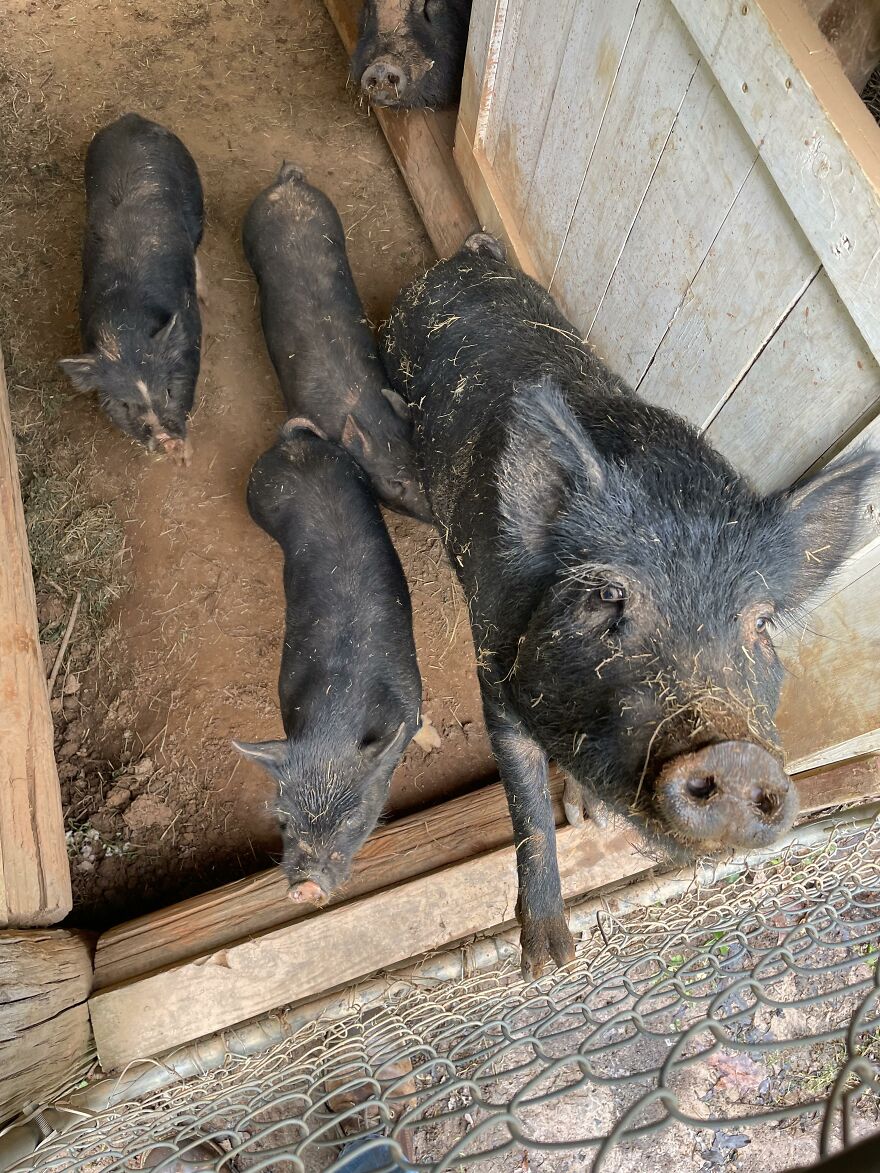 A group of black pigs inside a wooden pen, illustrating weird animal laws involving farm animals and pets.