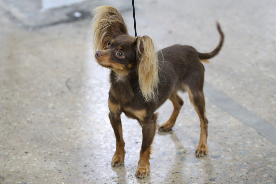Small dog breed with long ears and brown fur standing on a polished floor, showcasing cutest small dog breeds.