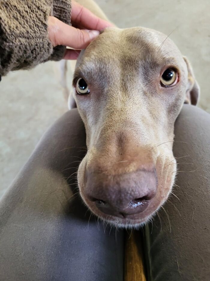 Close-up of a dog resting its head on a person's lap, showcasing a tender moment at dog daycare.