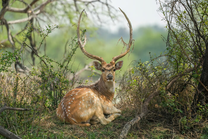 Chital In Keoladeo National Park, India