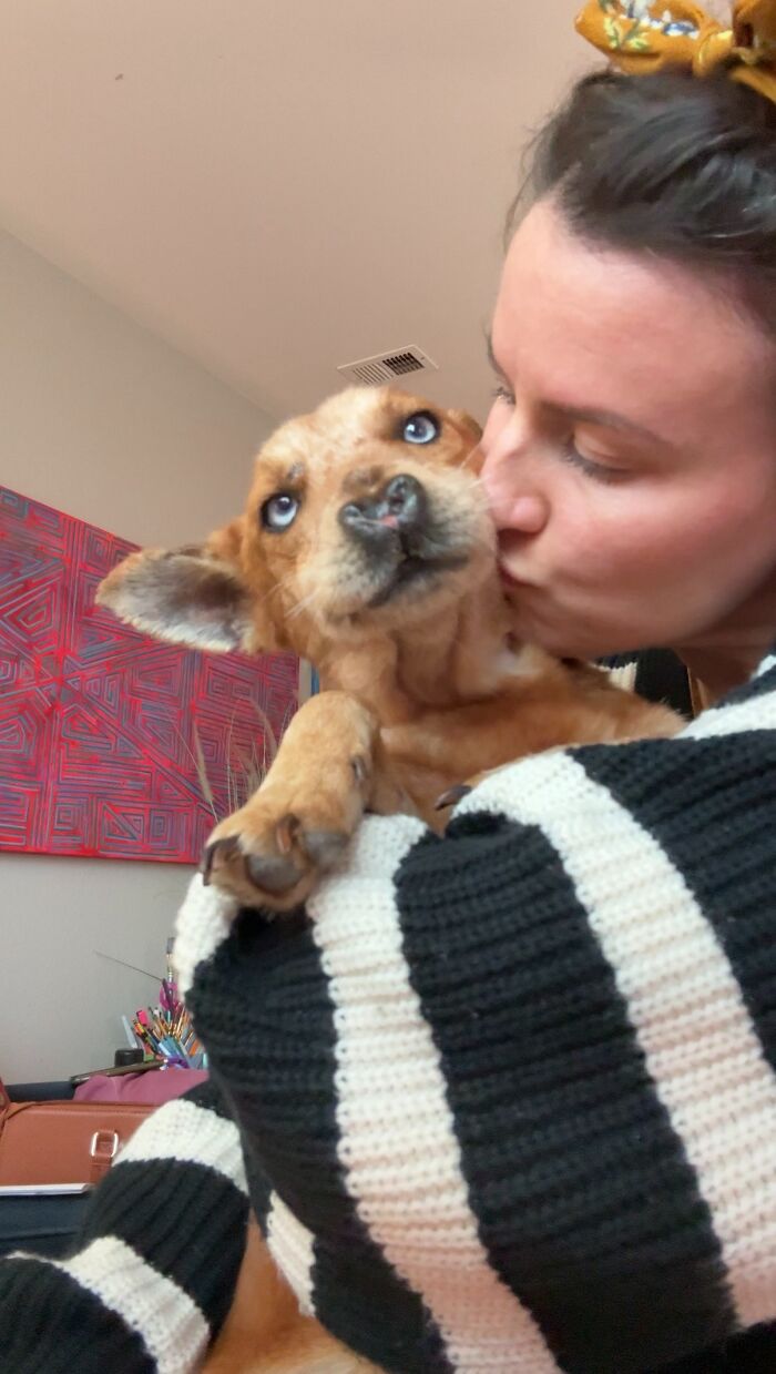 After Surviving Cruelty, This Dog Found Safety, Love, And A Reunion No One Expected