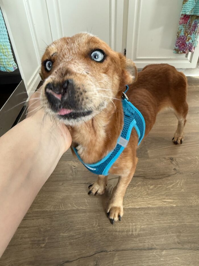 After Surviving Cruelty, This Dog Found Safety, Love, And A Reunion No One Expected