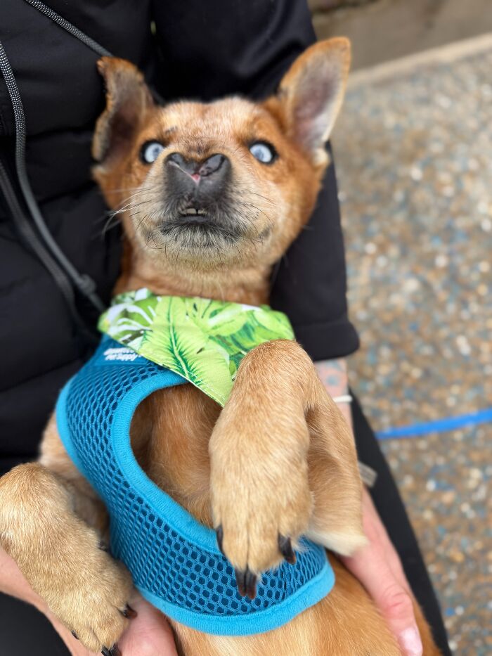 After Surviving Cruelty, This Dog Found Safety, Love, And A Reunion No One Expected