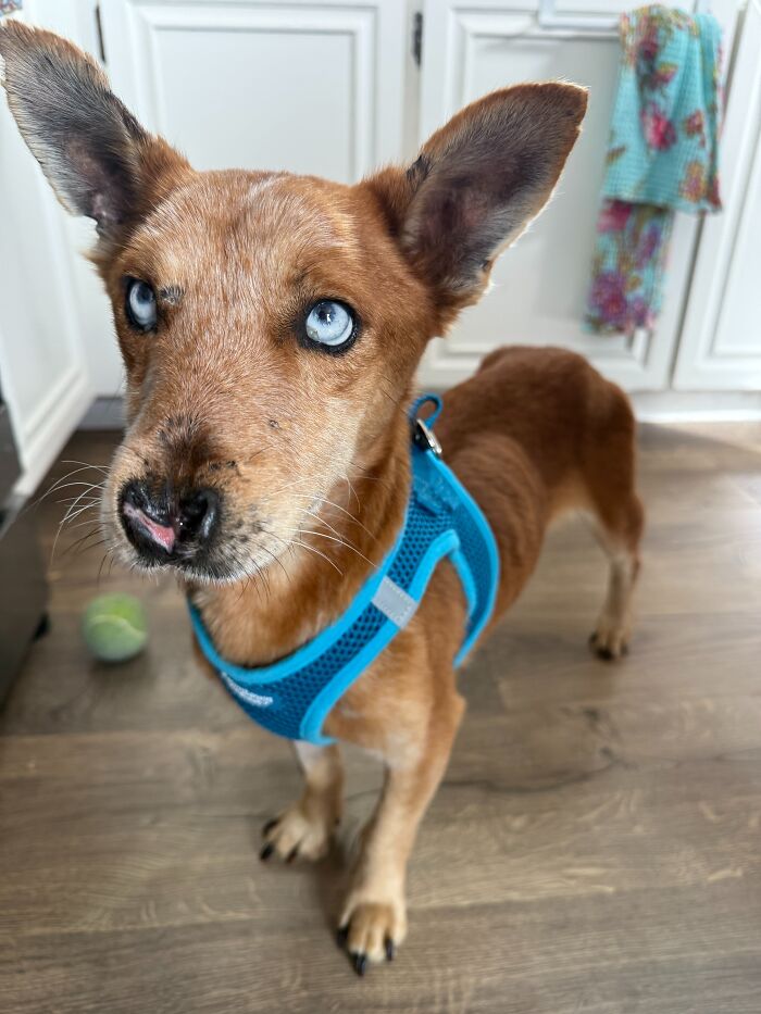 After Surviving Cruelty, This Dog Found Safety, Love, And A Reunion No One Expected