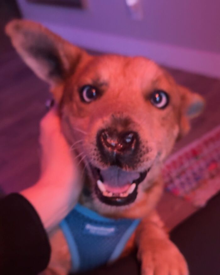 After Surviving Cruelty, This Dog Found Safety, Love, And A Reunion No One Expected