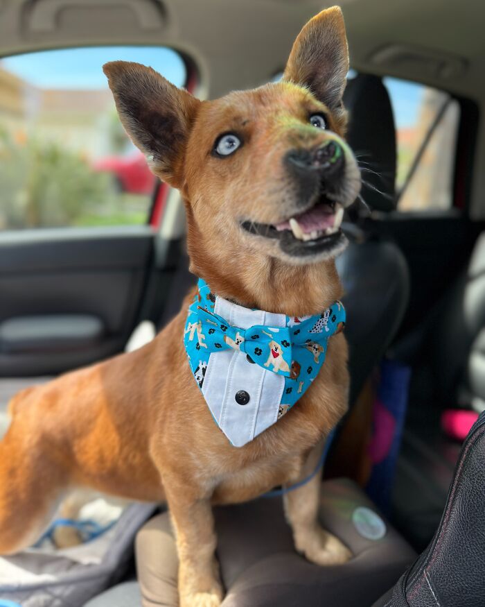 After Surviving Cruelty, This Dog Found Safety, Love, And A Reunion No One Expected