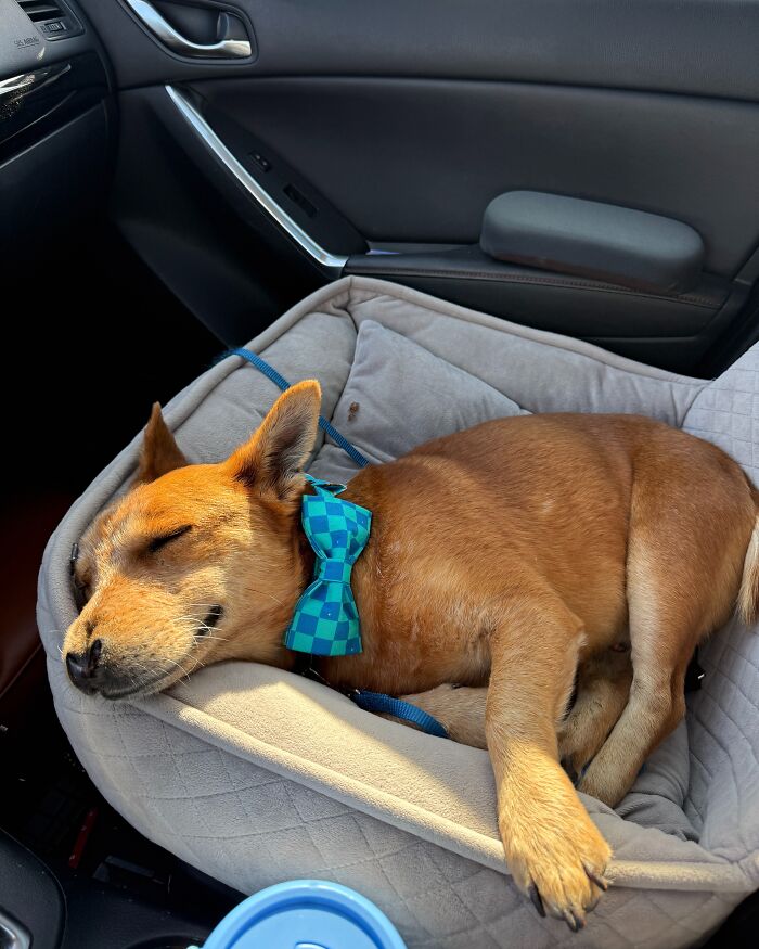 After Surviving Cruelty, This Dog Found Safety, Love, And A Reunion No One Expected