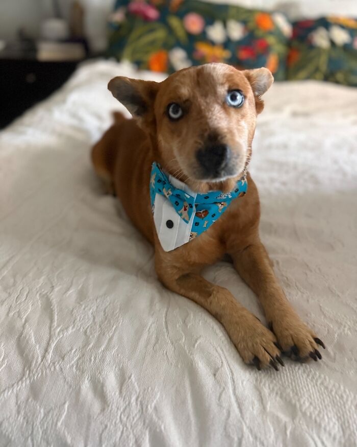 After Surviving Cruelty, This Dog Found Safety, Love, And A Reunion No One Expected