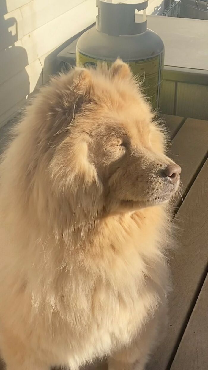 A Puppy And Her Blind Dog Friend Are Melting Hearts With Their Beautiful Daily Walks