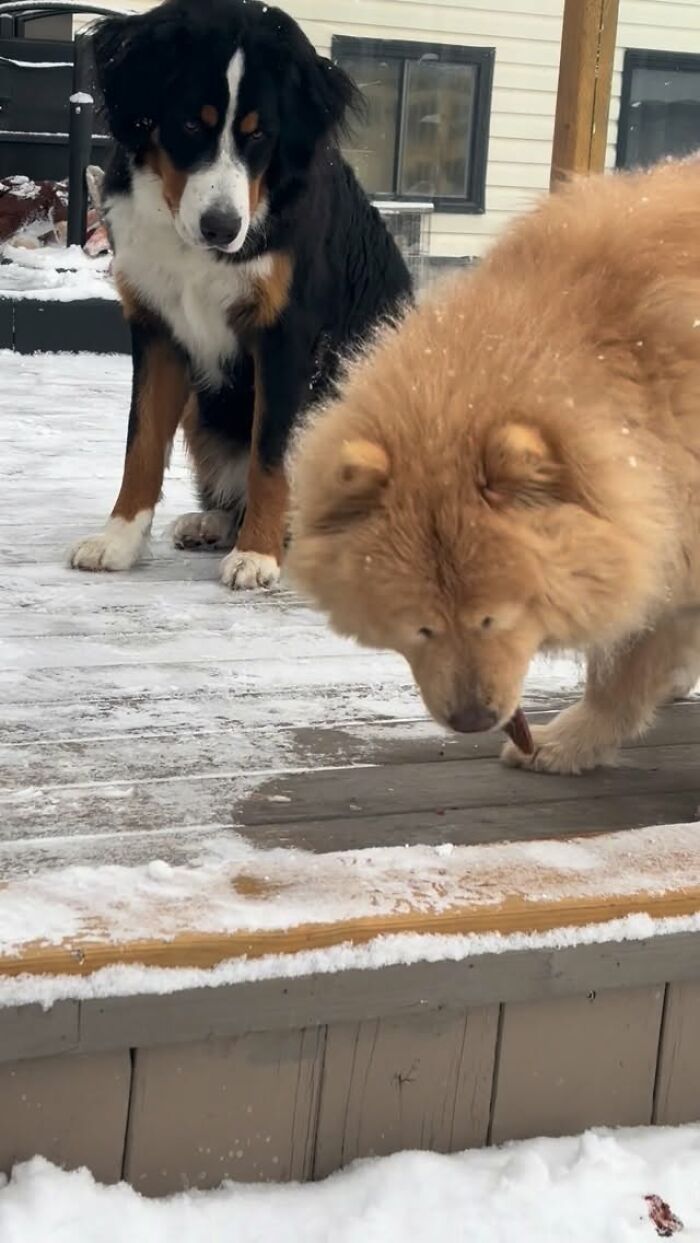 A Puppy And Her Blind Dog Friend Are Melting Hearts With Their Beautiful Daily Walks