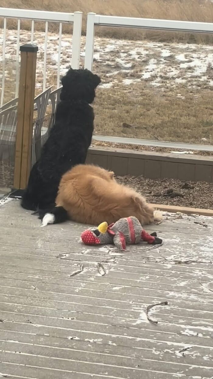 A Puppy And Her Blind Dog Friend Are Melting Hearts With Their Beautiful Daily Walks