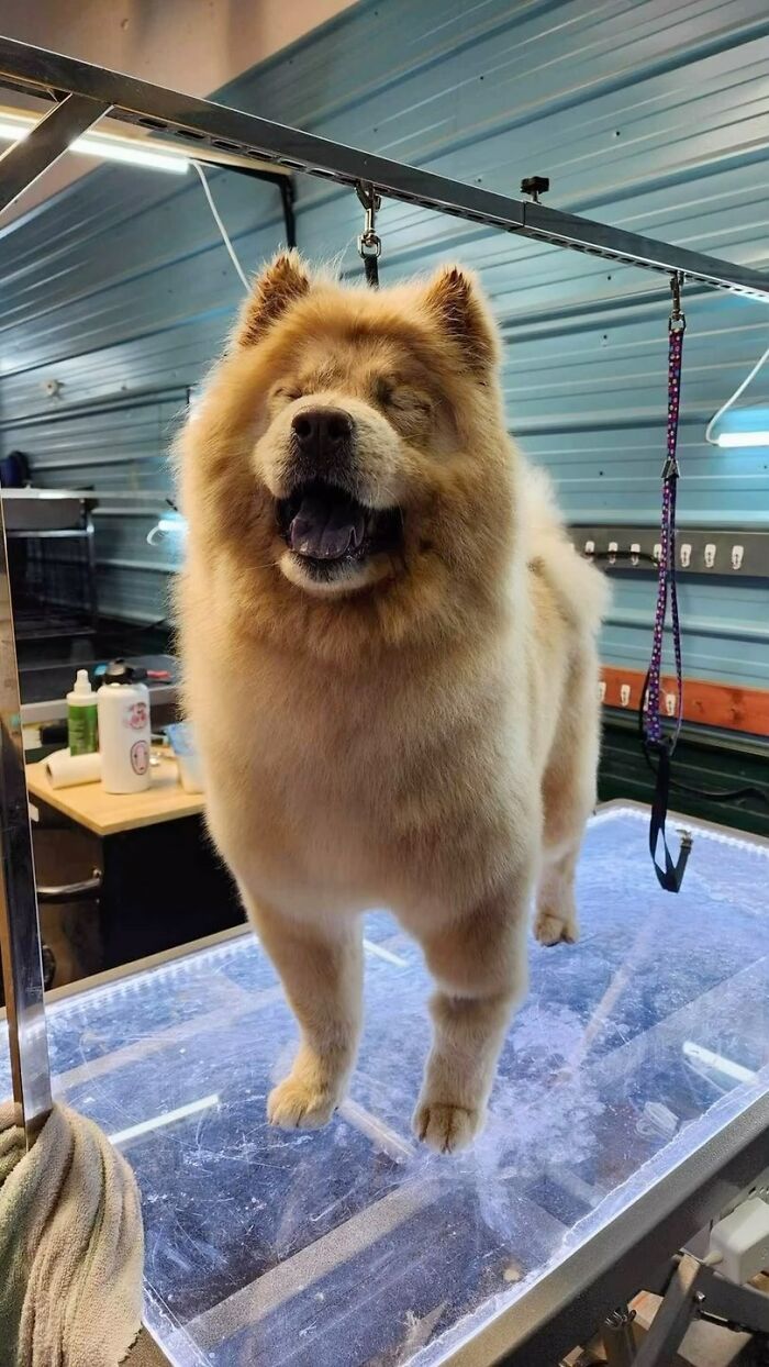 A Puppy And Her Blind Dog Friend Are Melting Hearts With Their Beautiful Daily Walks