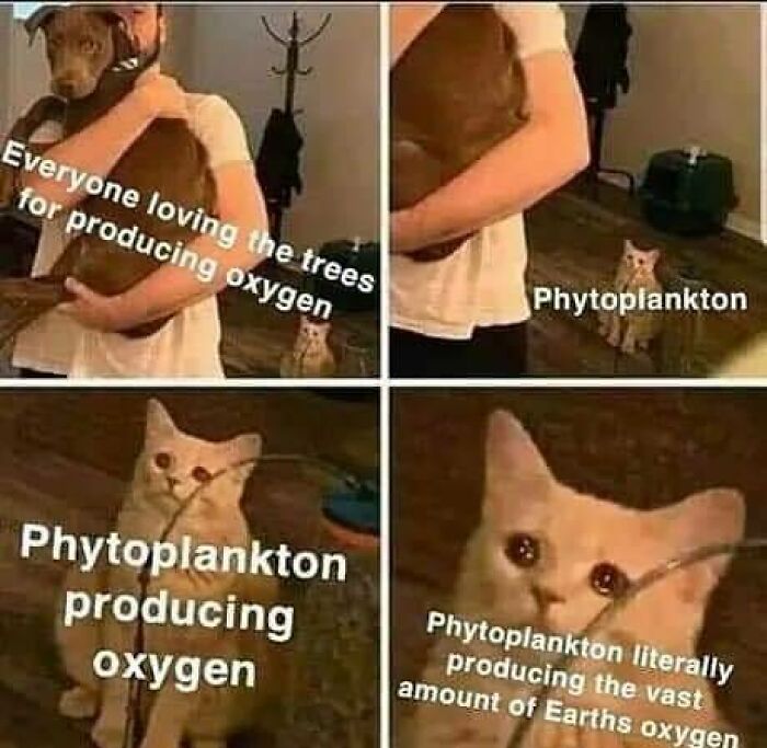 Cat memes showing irony about oxygen production, perfect for doctors or patients tired of it all humor.