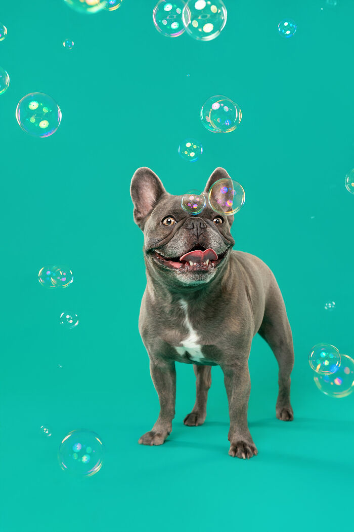 I Photograph Dogs Chasing Bubbles And The Results Are Ridiculous (40 Photos)