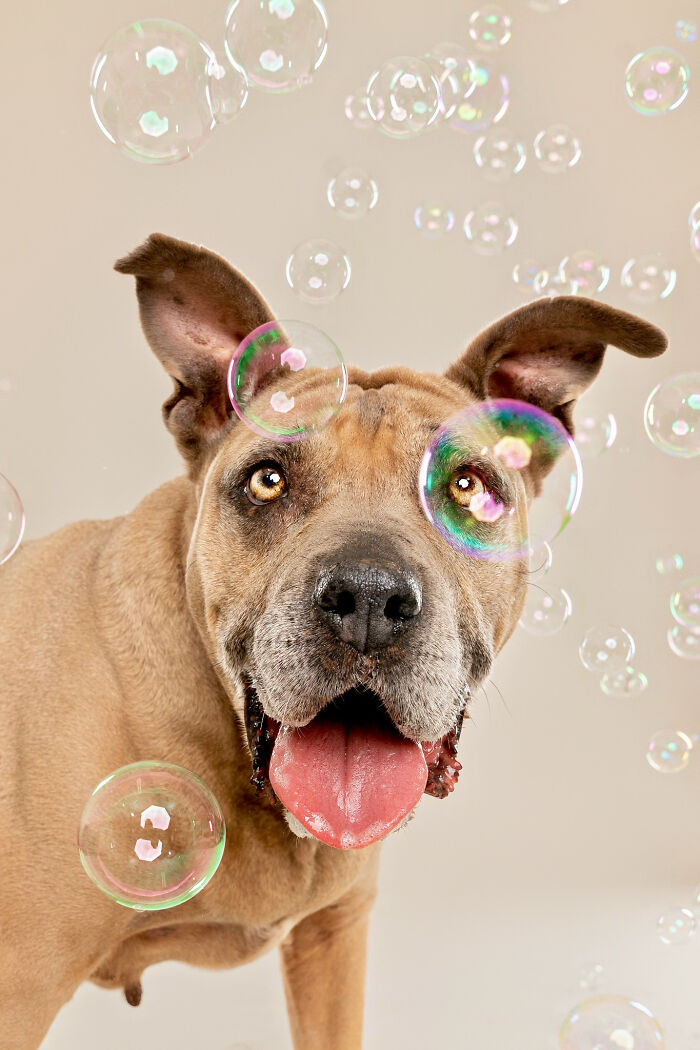 I Photograph Dogs Chasing Bubbles And The Results Are Ridiculous (40 Photos)