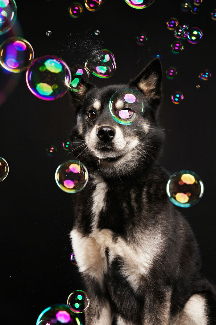 I Photograph Dogs Chasing Bubbles And The Results Are Ridiculous (40 Photos)