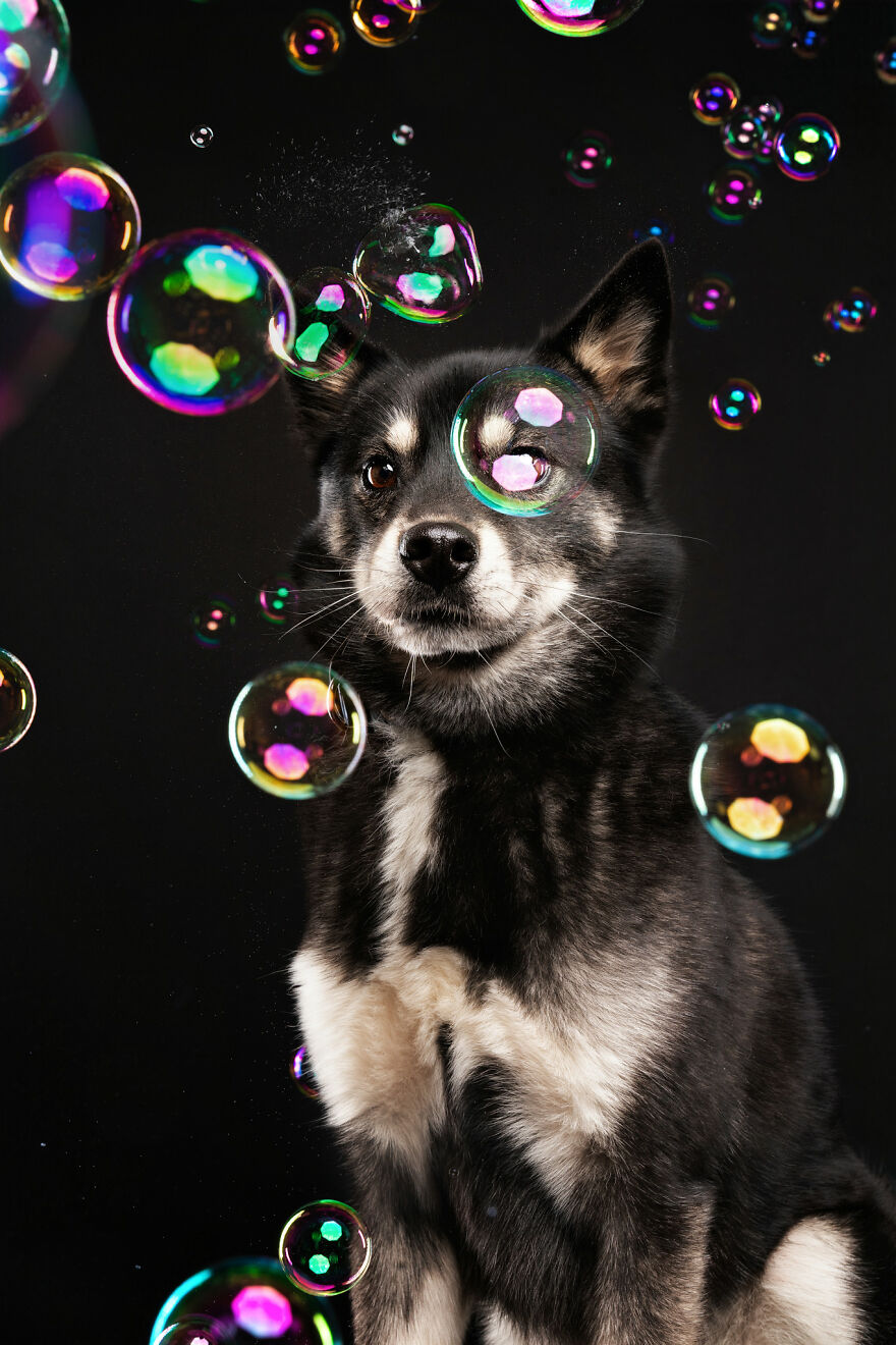 I Photograph Dogs Chasing Bubbles And The Results Are Ridiculous (40 Photos)
