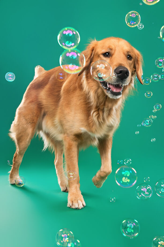 I Photograph Dogs Chasing Bubbles And The Results Are Ridiculous (40 Photos)