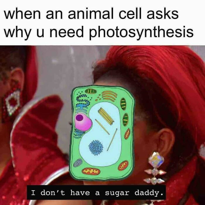 Meme showing a green plant cell face with text about photosynthesis for doctors or patients tired of it all.