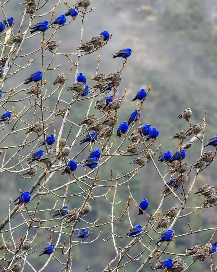 A large flock of blue and gray birds perched on leafless branches, creating a visually striking natural scene.