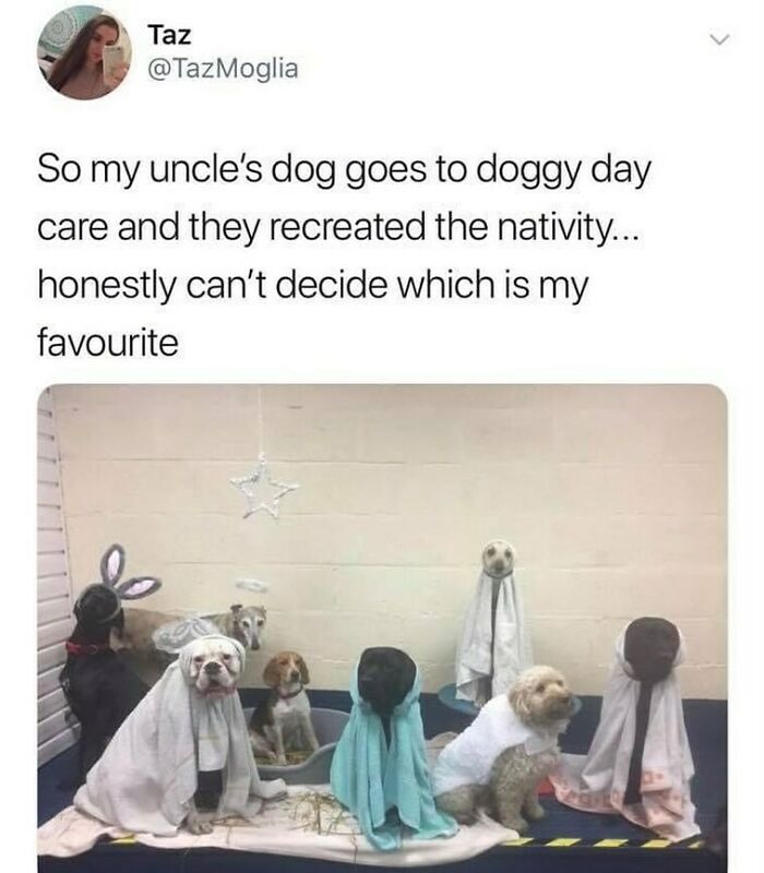 Group of dogs dressed in blankets and costumes recreating a nativity scene, showcasing British humor memes.