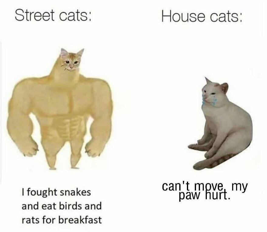 Meme comparing muscular street cats who fight snakes with weak house cats that can’t move and have paw pain.