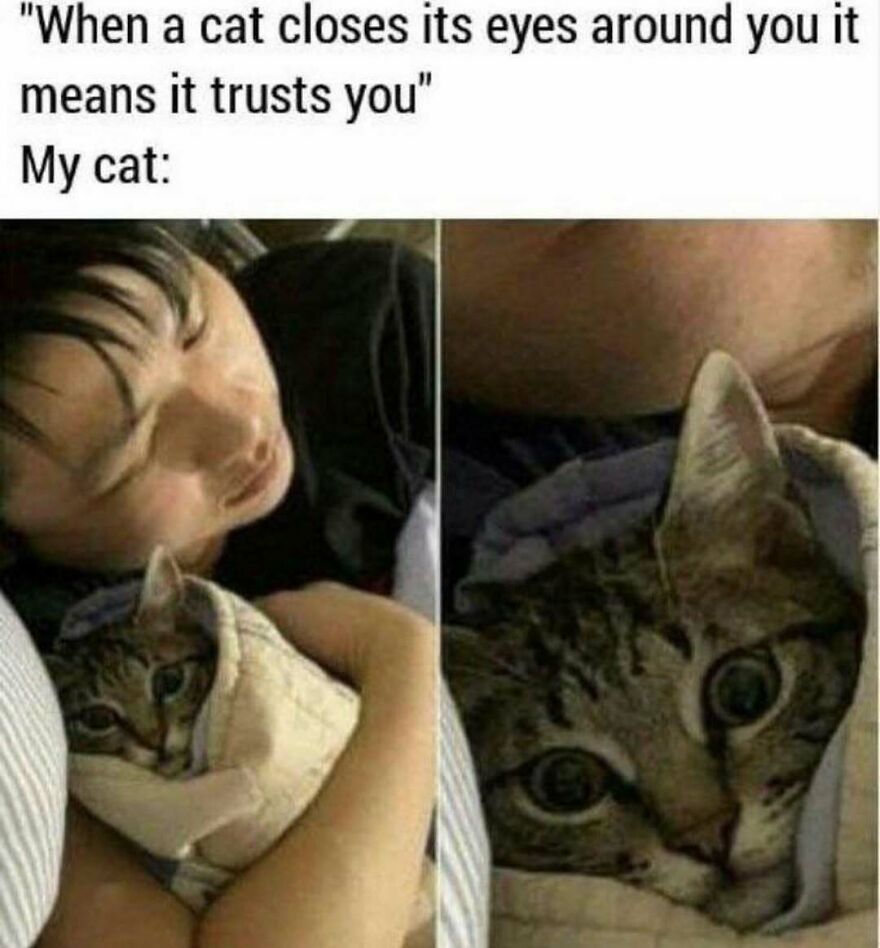 Person cuddling a cat wrapped in a blanket with eyes wide open in a chucklesome cat meme about internet humor.