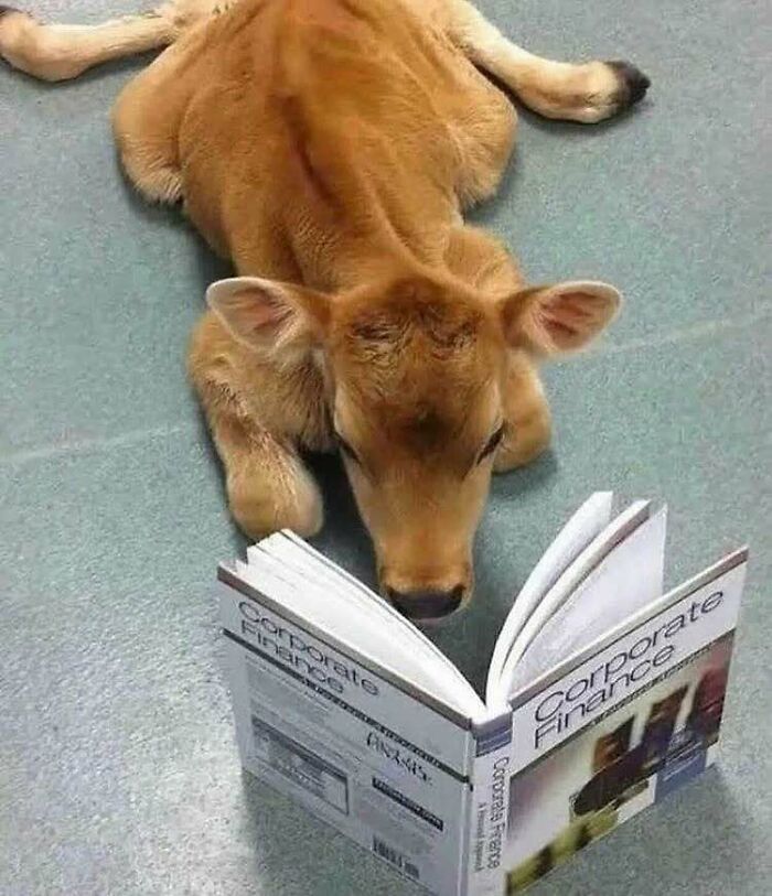 Calf lying on the floor reading a book titled Corporate Finance, a humorous meme for existential crisis relief.