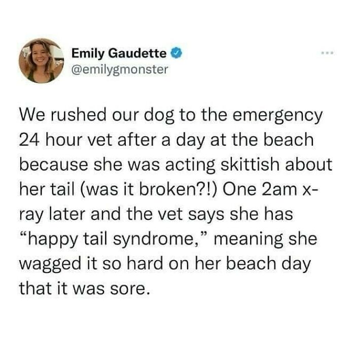 A funny meme about a dog with happy tail syndrome after a beach day, showcasing British humor memes.
