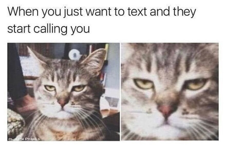 Grumpy tabby cat meme showing frustration, capturing chucklesome cat memes that combine internet humor and relatable moments.